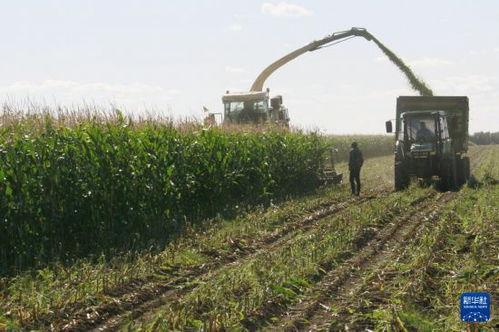 黑龙江农场爆料视频最新,揭秘神秘农业生态圈  第3张 黑龙江农场爆料视频最新,揭秘神秘农业生态圈  第3张